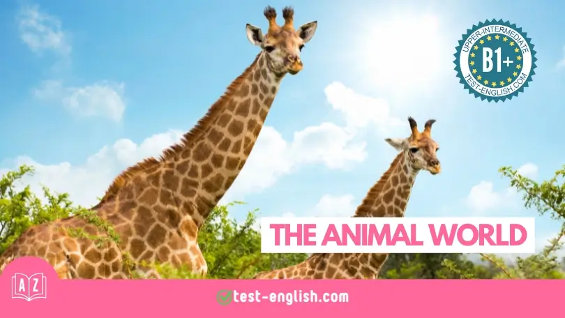 Featured image for 'The Animal World – B1+ English Vocabulary' lesson showing two giraffes against a bright blue sky, representing wildlife and nature.