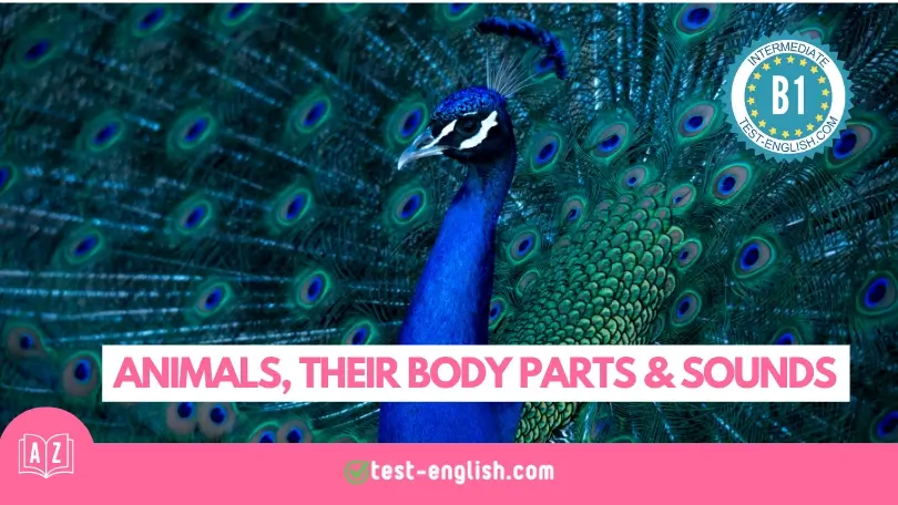 A vibrant peacock with its feathers fanned out, accompanied by the text "Animals, Their Body Parts & Sounds" and a badge indicating the lesson is for B1 Intermediate level English vocabulary on test-english.com.